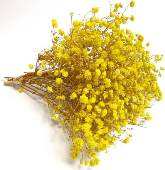 Preserved Baby's Breath 3 Bunches, 100% Natrual Fresh Gypsophila Long Lasting Flowers for Vase Arrangements Home Decoration Photo Props Parties and Weddings, DIY Décor-Yellow