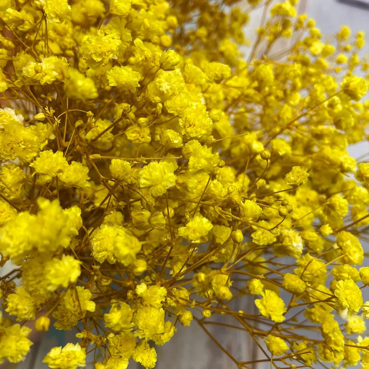 Preserved Baby's Breath 3 Bunches, 100% Natrual Fresh Gypsophila Long Lasting Flowers for Vase Arrangements Home Decoration Photo Props Parties and Weddings, DIY Décor-Yellow