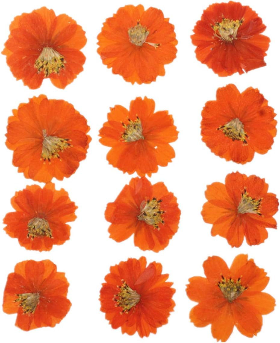 12pcs Sulphureus Natural Real Pressed Dried Flower for DIY Craft Jewelry Making Handmade Resin Ornament (Orange)
