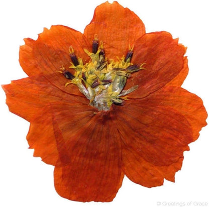 12pcs Sulphureus Natural Real Pressed Dried Flower for DIY Craft Jewelry Making Handmade Resin Ornament (Orange)