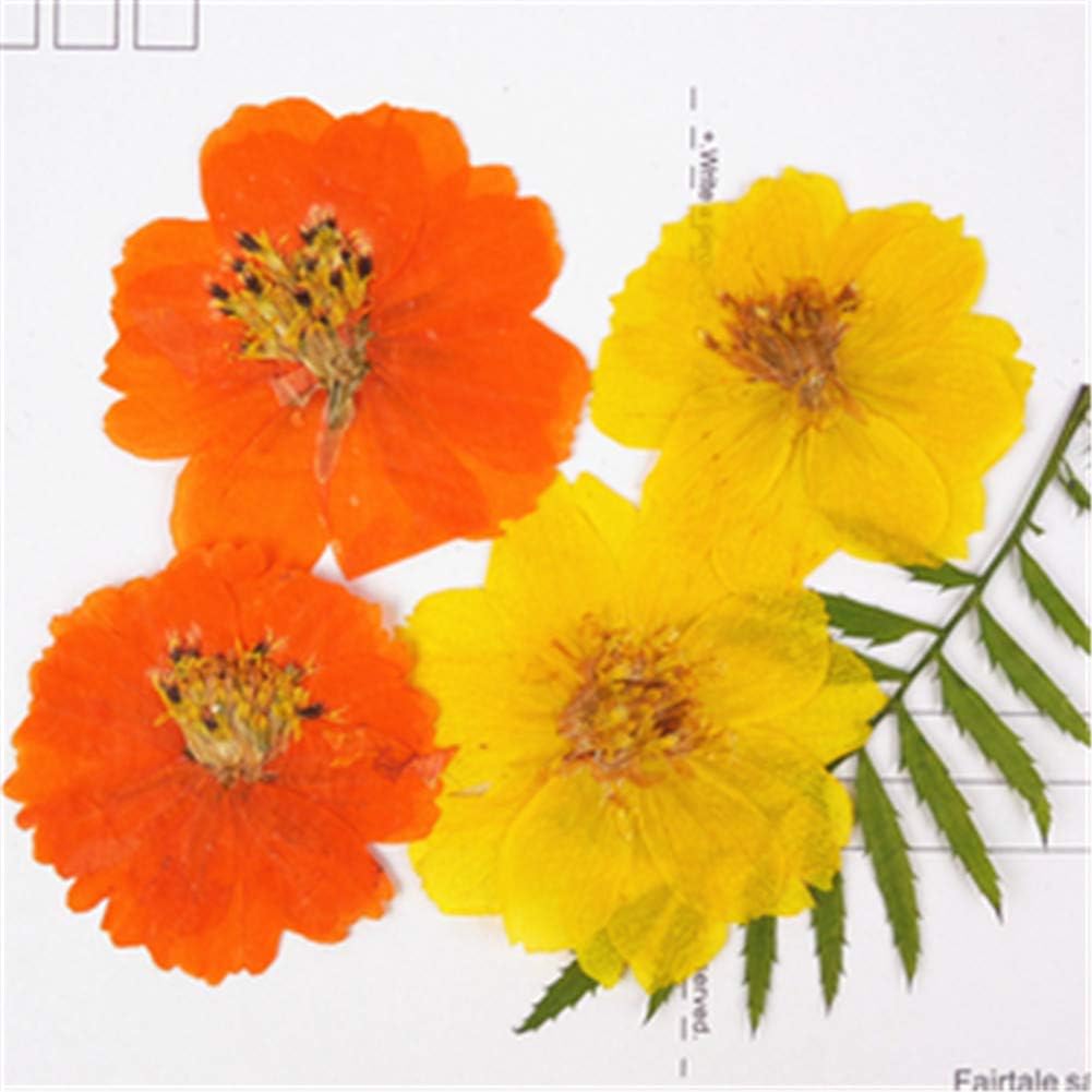 12pcs Sulphureus Natural Real Pressed Dried Flower for DIY Craft Jewelry Making Handmade Resin Ornament (Orange)