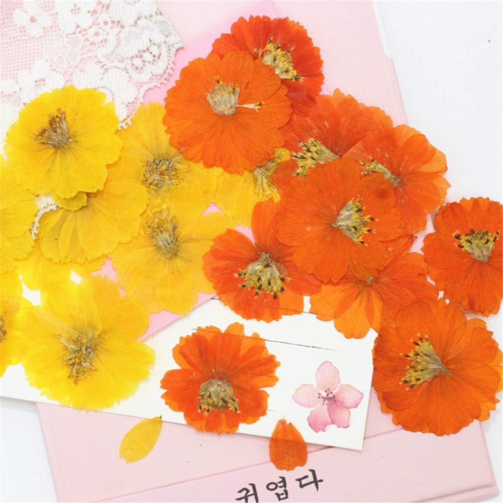 12pcs Sulphureus Natural Real Pressed Dried Flower for DIY Craft Jewelry Making Handmade Resin Ornament (Orange)
