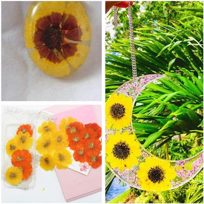12pcs Sulphureus Natural Real Pressed Dried Flower for DIY Craft Jewelry Making Handmade Resin Ornament (Orange)