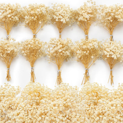6500+ Mini Dried Baby's Breath Flowers, 6'' Natural Ivory White Flowers | 140Pcs Pressed Gypsophila Bouquet Present for Resin Art Craft DIY, Valentine's Day, Wedding Wreath, Card Making, Home Decor