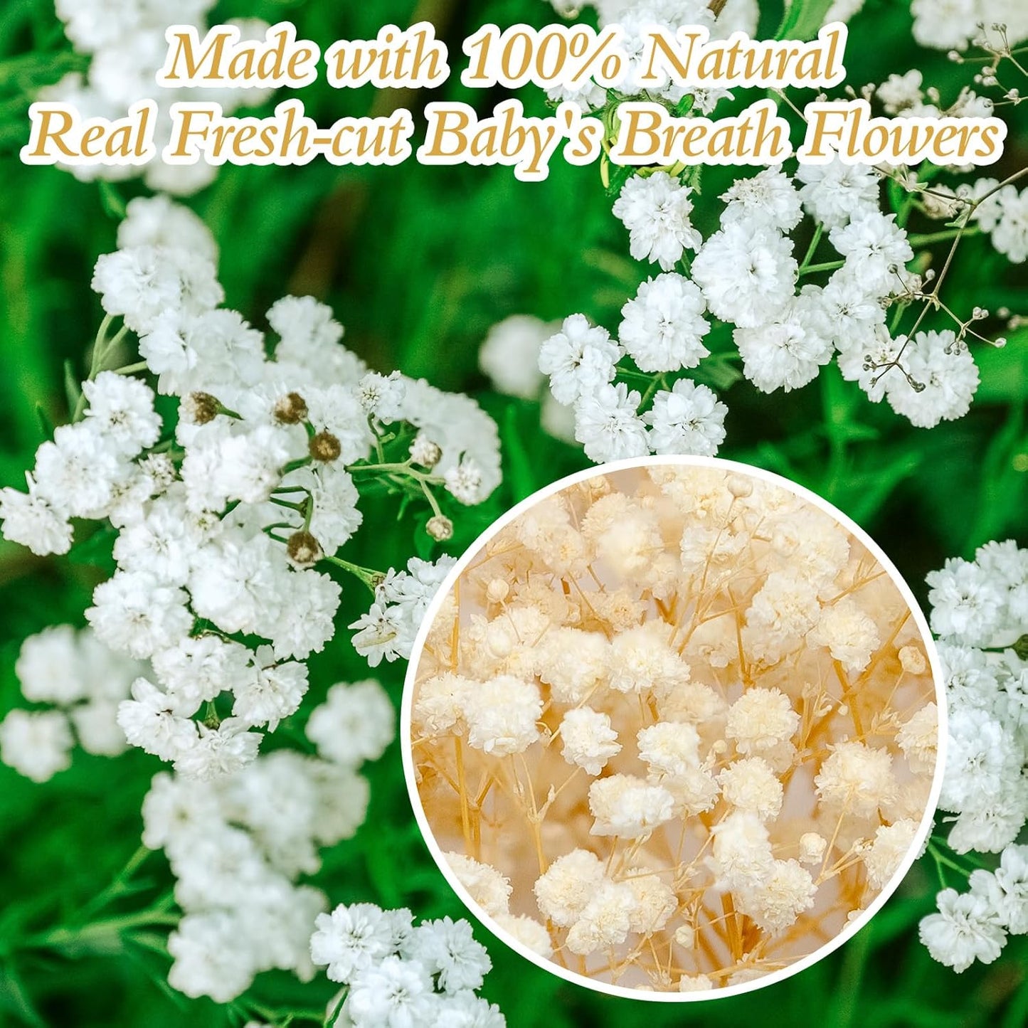 6500+ Mini Dried Baby's Breath Flowers, 6'' Natural Ivory White Flowers | 140Pcs Pressed Gypsophila Bouquet Present for Resin Art Craft DIY, Valentine's Day, Wedding Wreath, Card Making, Home Decor