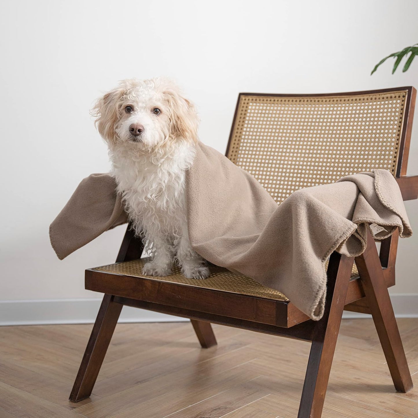 Fleece Throw Blankets Bulk Fleece Blankets Solid Wholesale Lightweight Warm Soft for Pet Bed Sofa Couch Office Wedding Gifts Travel Seasons Yellow 50x60 Inches Pack of 6