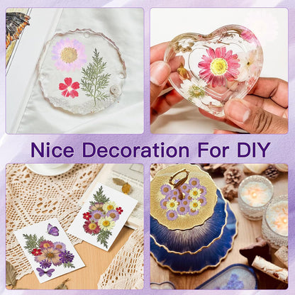 Natural Dried Pressed Flowers, Real Nature Flowers Craft Set for Resin Jewelry Candle Soap Vase Making Nail Card Scrapbook Art Floral Decors (Purple)