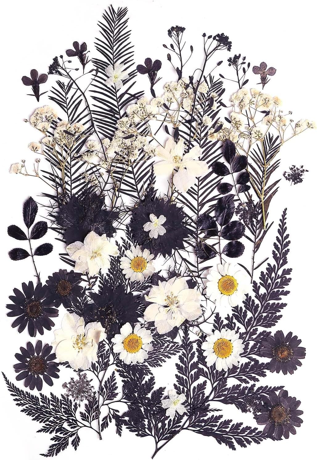 12 Types 48PCS Real Dried Pressed Flowers for Resin, Leaf Plant Herbarium for Jewelry Making Craft (Black and White)