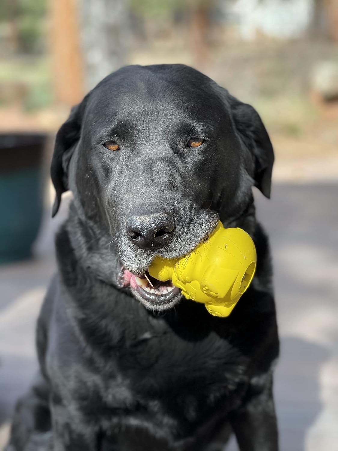 Honey Bear – Durable Dog Treat Dispenser & Chew Toy Made in USA from Non-Toxic, Pet Safe, Food Safe Natural Rubber Material for Mental Stimulation, Problem Chewing, Calming Nerves, & More