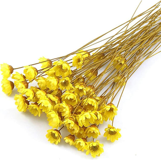 100 Stems Natural Dry Flowers Brazilian Small Star Daisy Decorative Dried Flowers Mini Daisy Chamomile Bouquet for Wedding Floral Arrangements Home Decorations (Autumn Color)