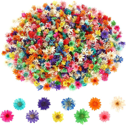 420 Pcs Small Dried Flowers for Crafts Mini Dried Flowers | Dried Flowers for Resin Nail, Real Natural Pressed Flowers, DIY Jewelry Earrings Epoxy Molds Candles Soap Making Scrapbooking