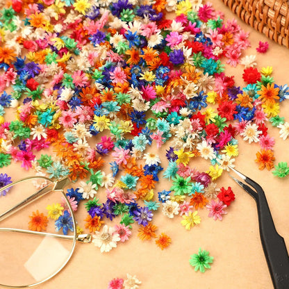420 Pcs Small Dried Flowers for Crafts Mini Dried Flowers | Dried Flowers for Resin Nail, Real Natural Pressed Flowers, DIY Jewelry Earrings Epoxy Molds Candles Soap Making Scrapbooking