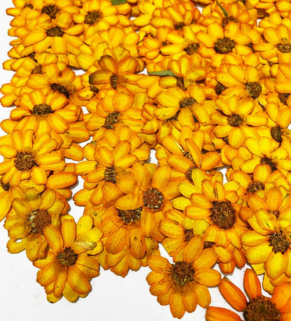 12 pcs Orange Zinnia Real Natural Dried Pressed Flowers for Resin Scrapbooking DIY Candle Decoration Jewelry Crafts