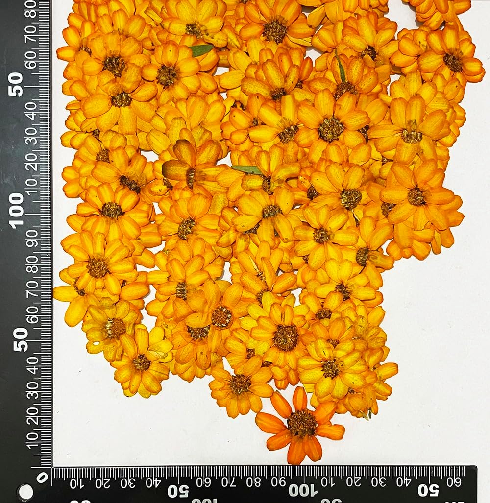 12 pcs Orange Zinnia Real Natural Dried Pressed Flowers for Resin Scrapbooking DIY Candle Decoration Jewelry Crafts