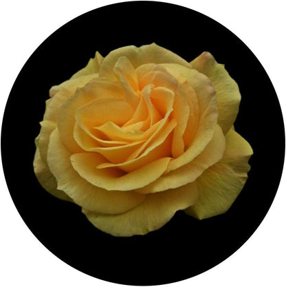 Yellow Rose Flower Cool Phone Holder Floral Gift for Women PopSockets PopGrip: Swappable Grip for Phones & Tablets