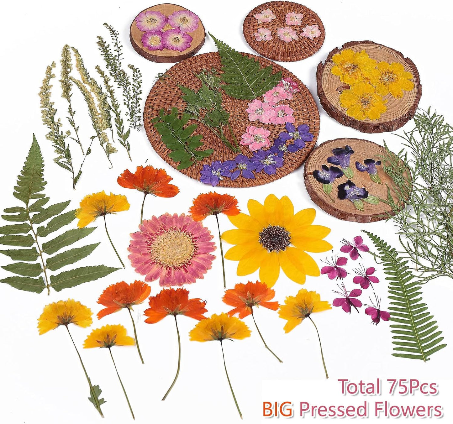 12“ Large Bulk Summer Dried Pressed Flowers for Glass Frame, Real Dry Natural Flower Leaf Daisy for Resin Mold, Cake Decor, Phone Cases (Gorgeous)