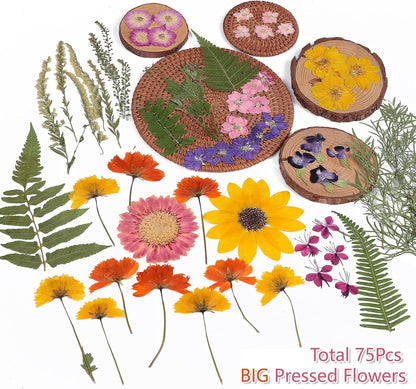 12“ Large Bulk Summer Dried Pressed Flowers for Glass Frame, Real Dry Natural Flower Leaf Daisy for Resin Mold, Cake Decor, Phone Cases (Gorgeous)