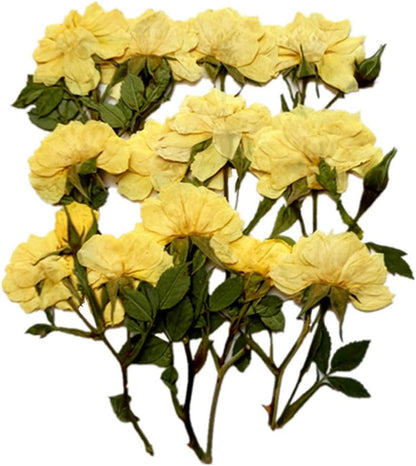12 Pcs Nauture Pressed Rose, Real Dried Pressed Flowers for Resin Scrapbook Supplies Card Making Soap Candle DIY Art Crafts (Yellow)