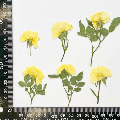 12 Pcs Nauture Pressed Rose, Real Dried Pressed Flowers for Resin Scrapbook Supplies Card Making Soap Candle DIY Art Crafts (Yellow)