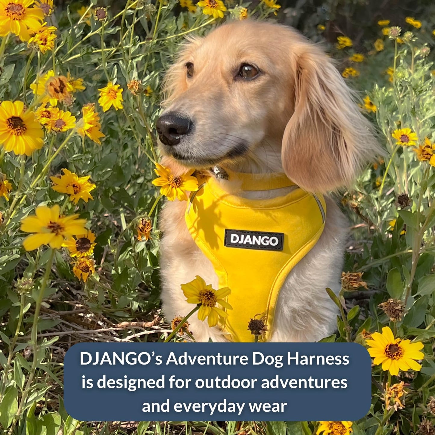 Adventure Dog Harness - Stylish Medium Dog Harness for Outdoor Adventures and Everyday Wear - Dandelion Yellow Neoprene Adjustable Harness for Dogs with Reflective Piping and Solid Brass D-ring