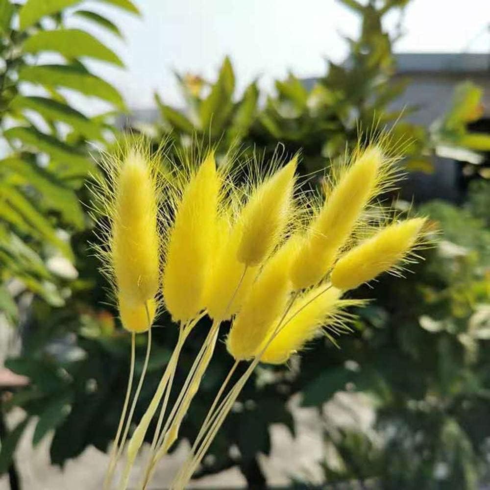 120 Pcs Dried Rabbit Tail Grass Dried Grasses Natural Dry Grass Dried Flowers Real Flower Eternal Flower for Home Decoration and Photo Props Wedding Decor (Yellow)