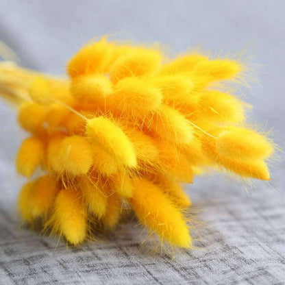 120 Pcs Dried Rabbit Tail Grass Dried Grasses Natural Dry Grass Dried Flowers Real Flower Eternal Flower for Home Decoration and Photo Props Wedding Decor (Yellow)